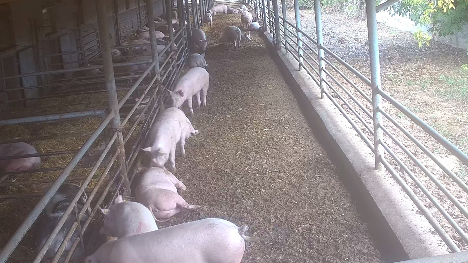 PD Devio Nové Sady – maštaľ ošípaných s výbehom